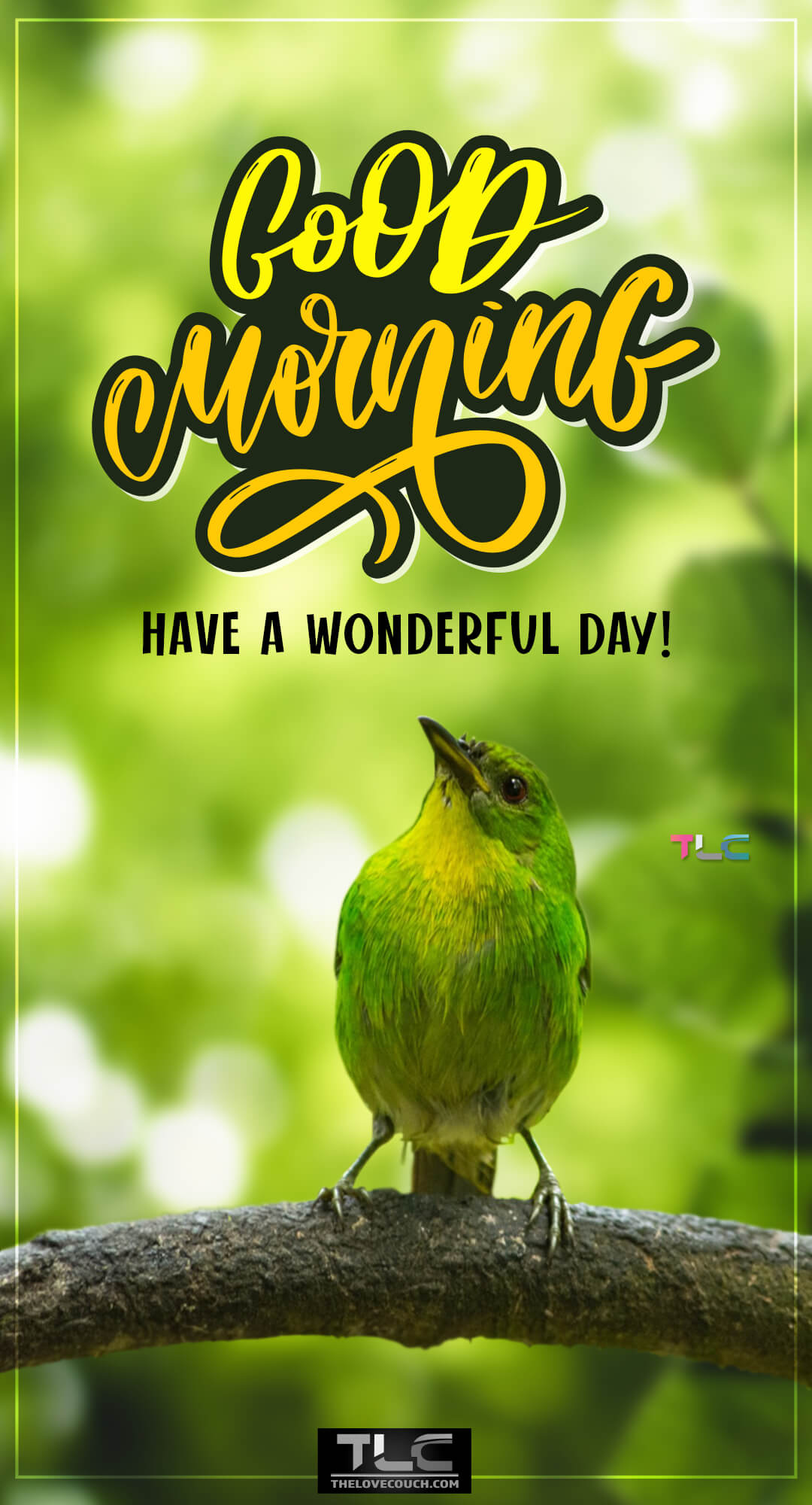 Good Morning Images HD - A green honeycreeper perched on branch - Have a wonderful day Good Morning Images HD - A green honeycreeper perched on branch - Have a wonderful day