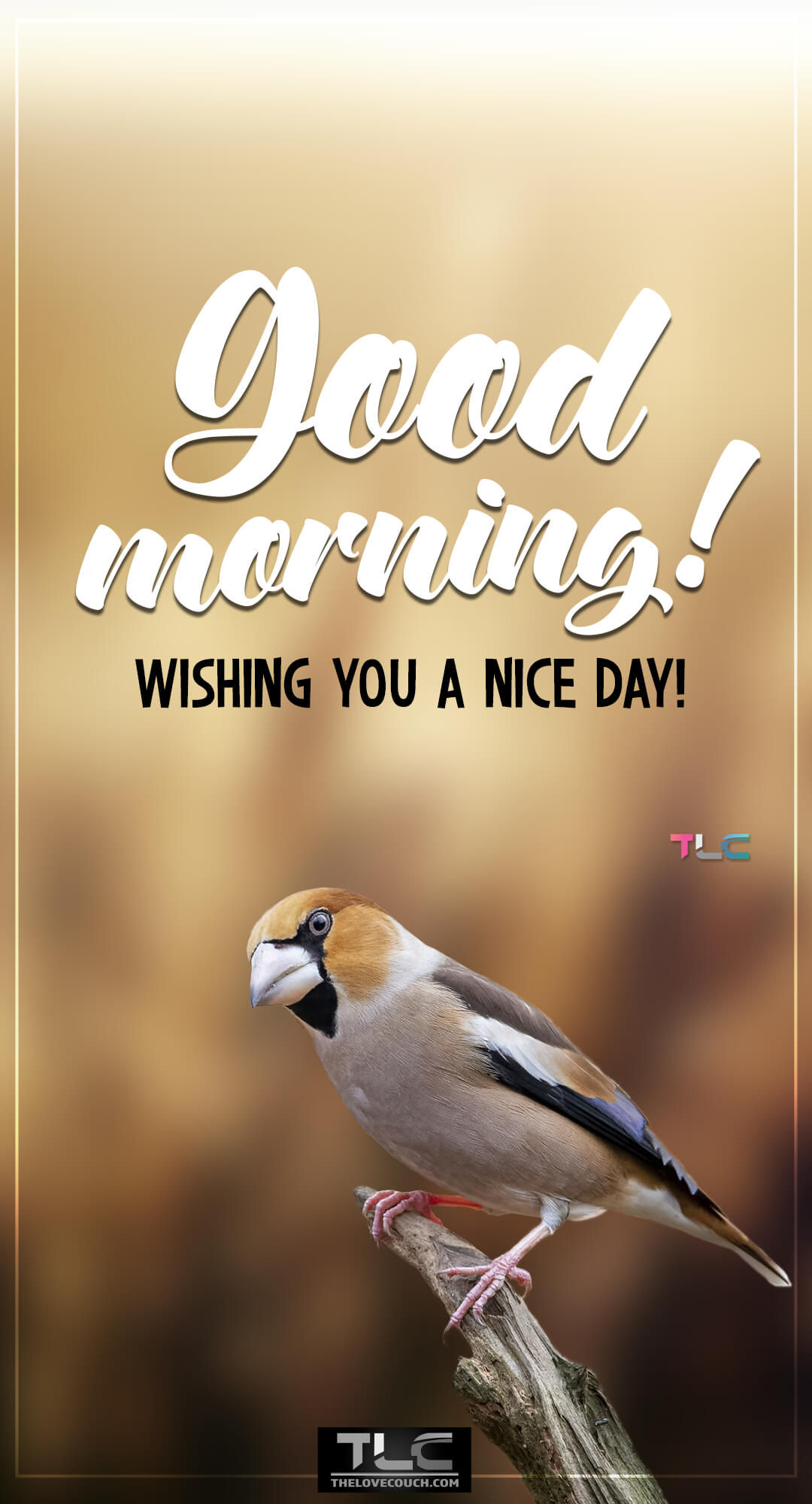 Beautiful Good Morning Images - A male Hawfinch sitting on a branch - Wishing you a nice day Beautiful Good Morning Images - A male Hawfinch sitting on a branch - Wishing you a nice day
