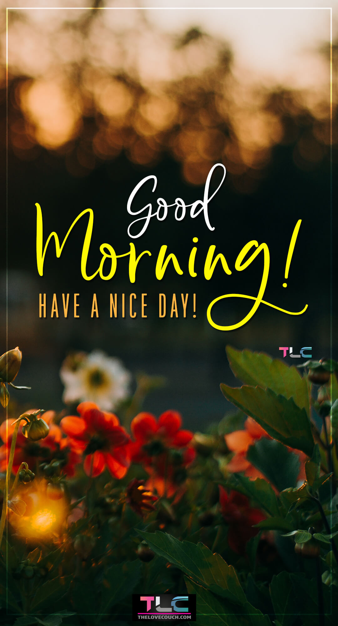 Good Morning Flowers - Flowers during golden hour - Have a nice day Good Morning Flowers - Flowers during golden hour - Have a nice day