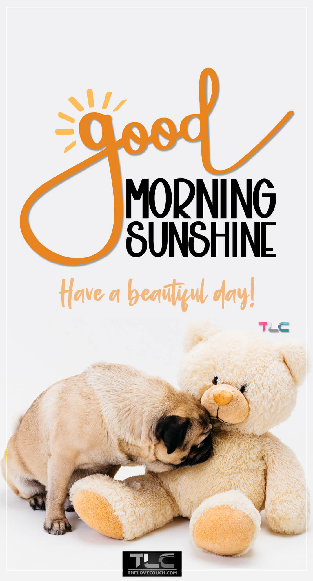 Good Morning Images - Cute pug sniffing big fawn teddy bear - Have a beautiful day