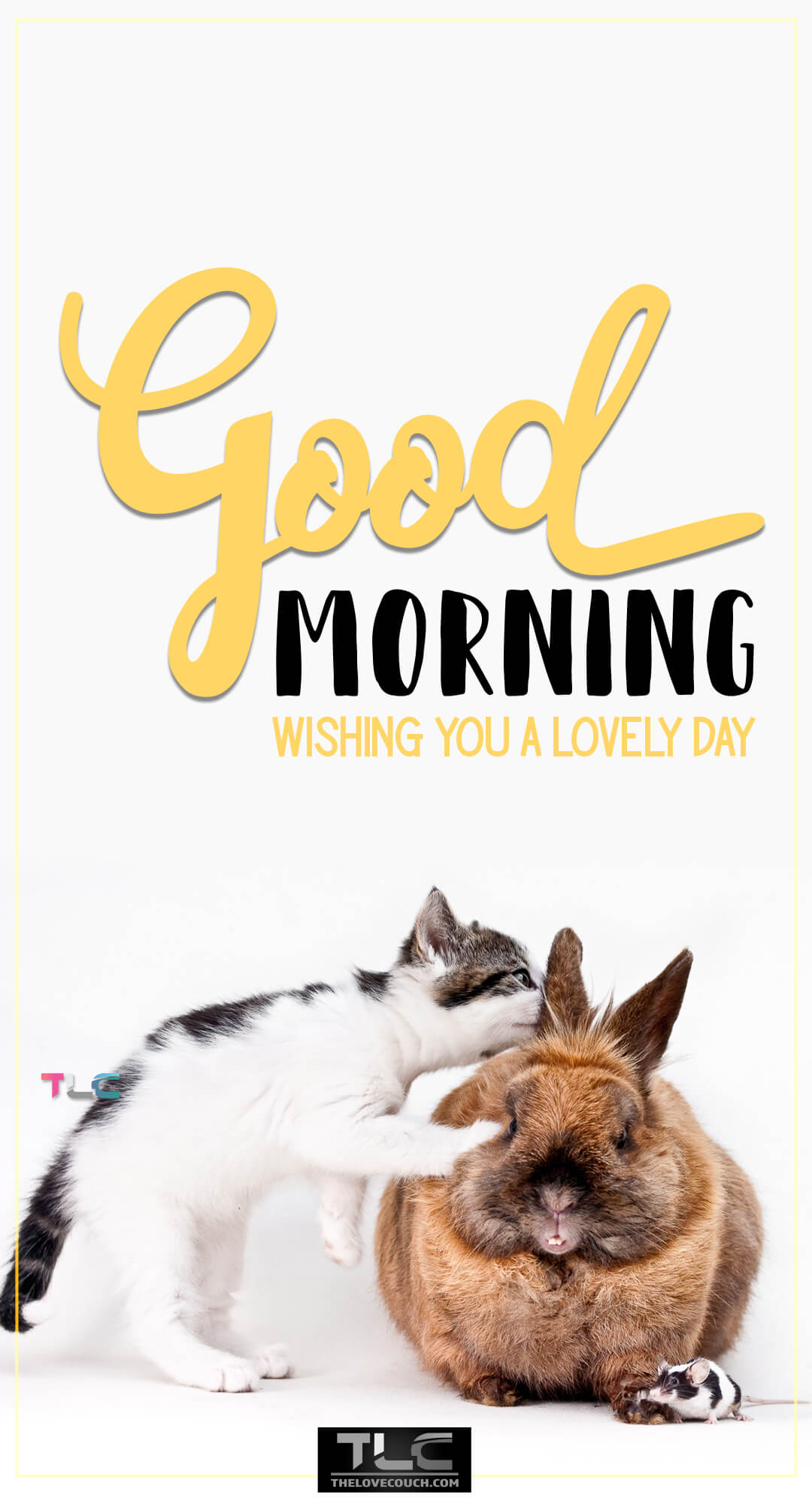 Good Morning Images HD - Curious cat looking at rabbits ear - Wishing you a lovely day Good Morning Images HD - Curious cat looking at rabbits ear - Wishing you a lovely day